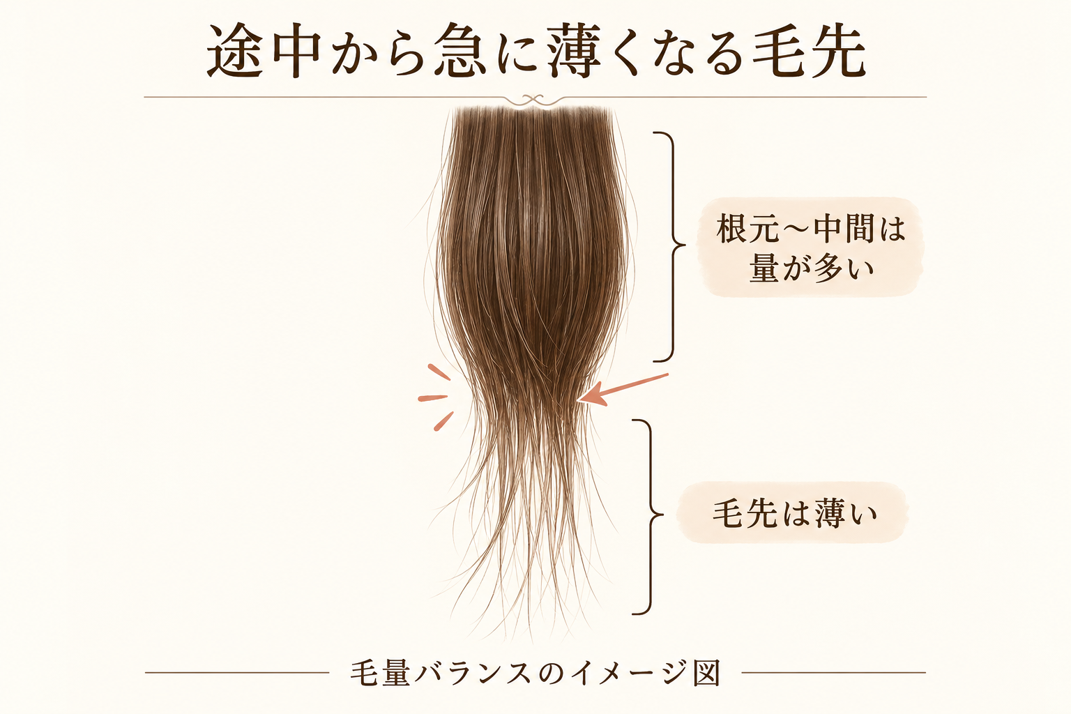 根元から中間に量が残り、途中から毛先が急に薄くなる状態のイメージ図
